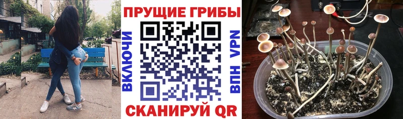 Галлюциногенные грибы Psilocybe  где найти наркотики  Куровское 